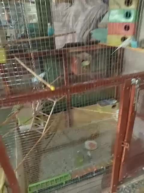 پرنده مرغ عشق|پرنده|پیر بکران, |دیوار