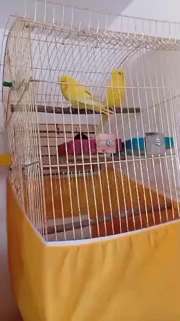 مرغ عشق انگلیسی|پرنده|فردیس, داوری|دیوار