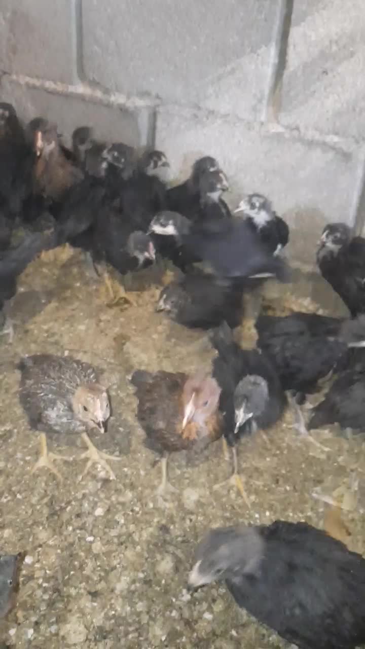 جوجه مرغ خروس جهادی بلک52روزه اکسنخورده پاینوبخون|حیوانات مزرعه|شاهرود, |دیوار