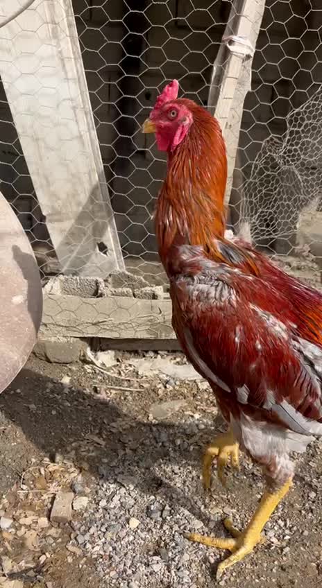 خروس لاری اصیل|حیوانات مزرعه|نور, |دیوار