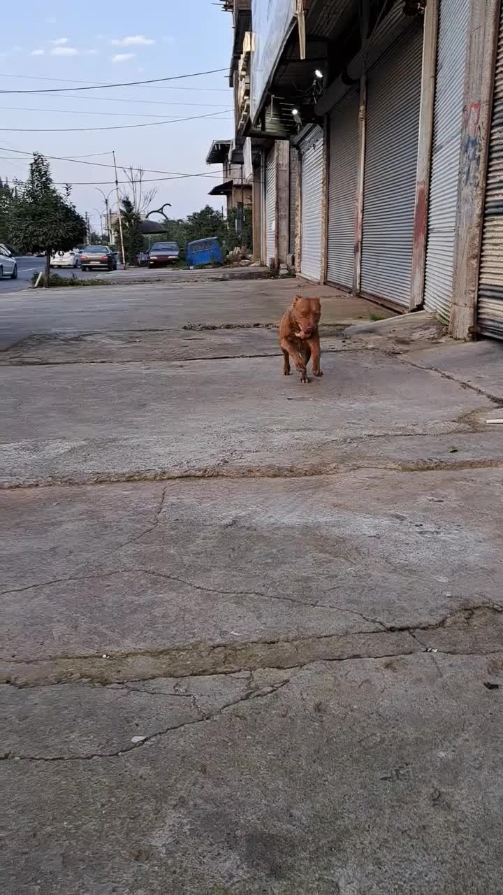 سگ پیتبول|سگ|نشتارود, |دیوار