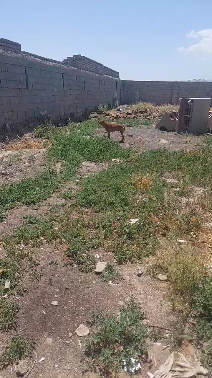 سگ درشت|سگ|مشهد, نظام دوست|دیوار