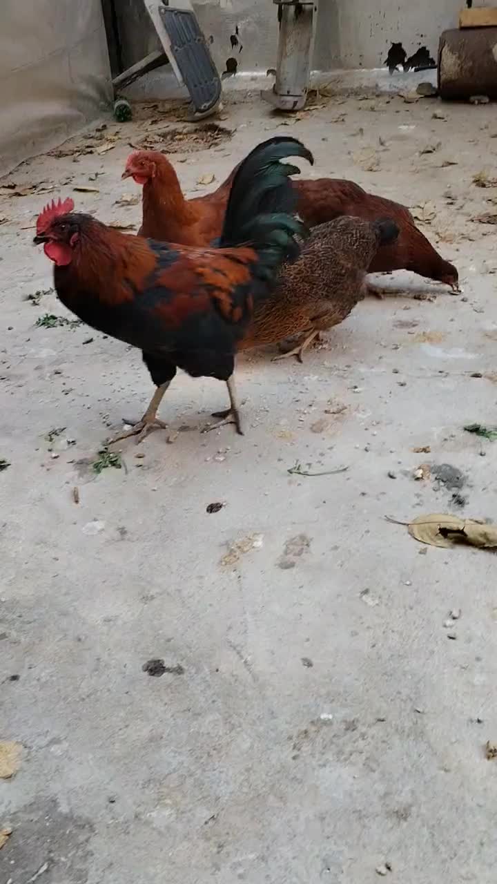 مرغ و خروس|حیوانات مزرعه|اشنویه, |دیوار