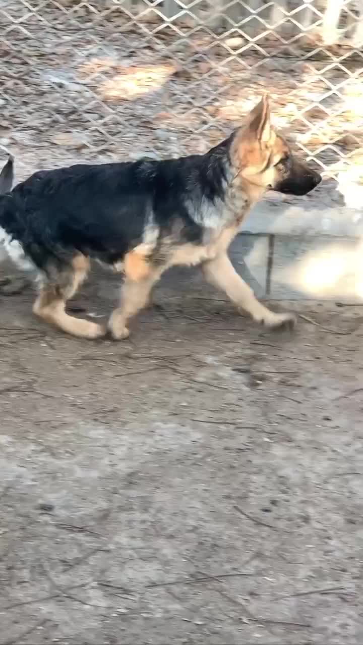 ژرمن شجره دار|سگ|ابهر, |دیوار