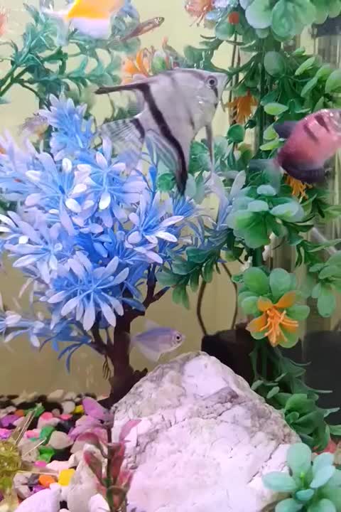 آکواریوم خوشگل شرکتی با تمام وسایل در حد نو|ماهی|قوچان, |دیوار