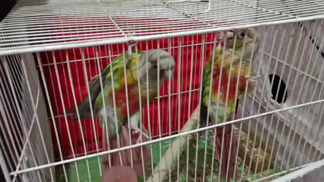 گرینچینگ|پرنده|مشهد, موعود|دیوار