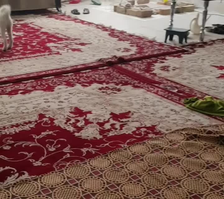 برفی خانوم|سگ|قم, شهرک مهدیه (مدرس)|دیوار