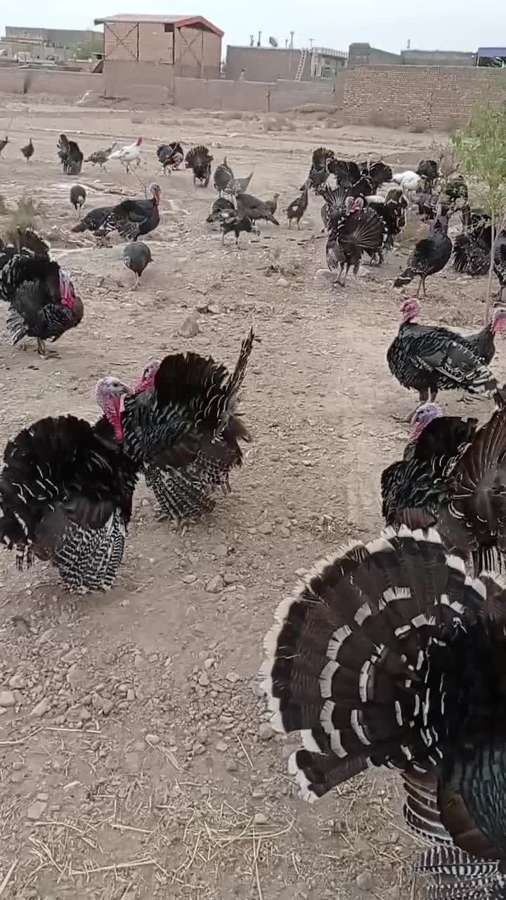 تخم نطفه دار بوقلمون برنز وارگانیک فروش و قرارداد|حیوانات مزرعه|فیروزه, |دیوار