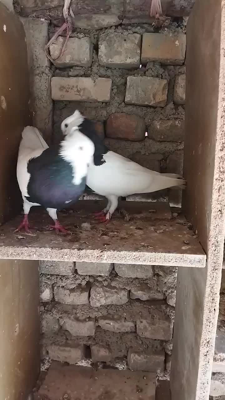 کبوتر طوقی|پرنده|نگین شهر, |دیوار