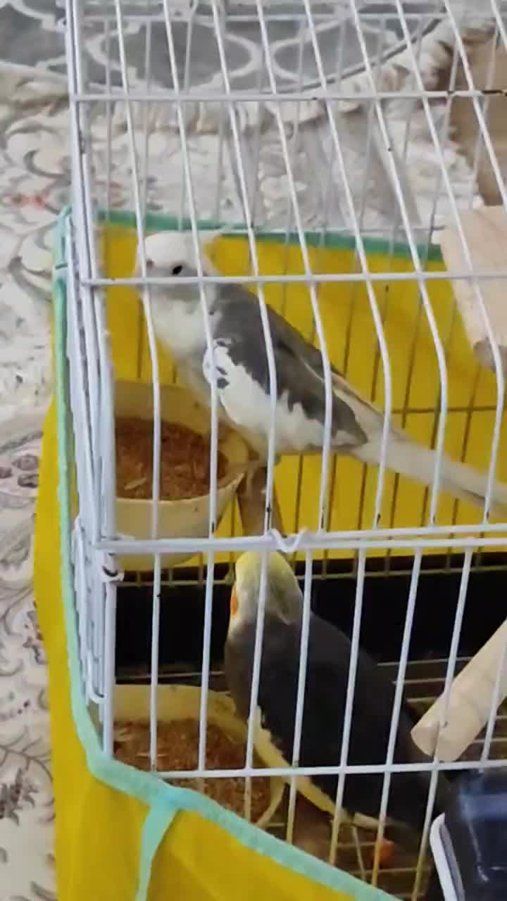 عروس هلندی نر آلبینو دوکت|پرنده|احمدآبادمستوفی, |دیوار