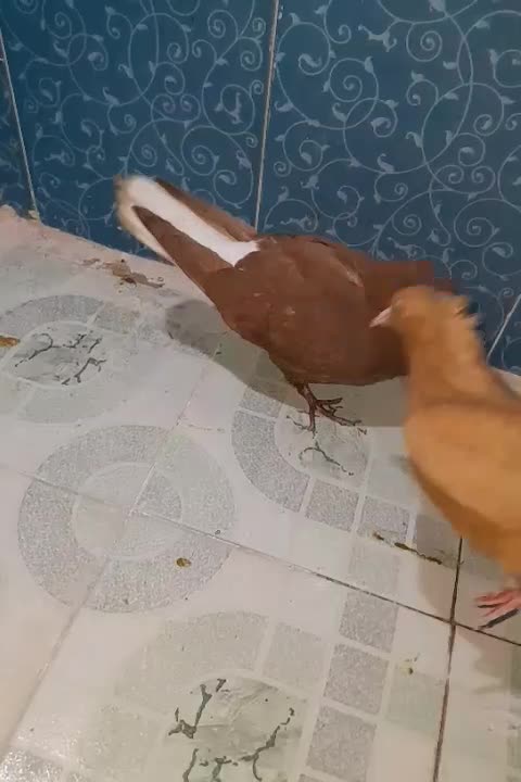 کبوتر پلاکی و دمبی|پرنده|دهدشت, |دیوار