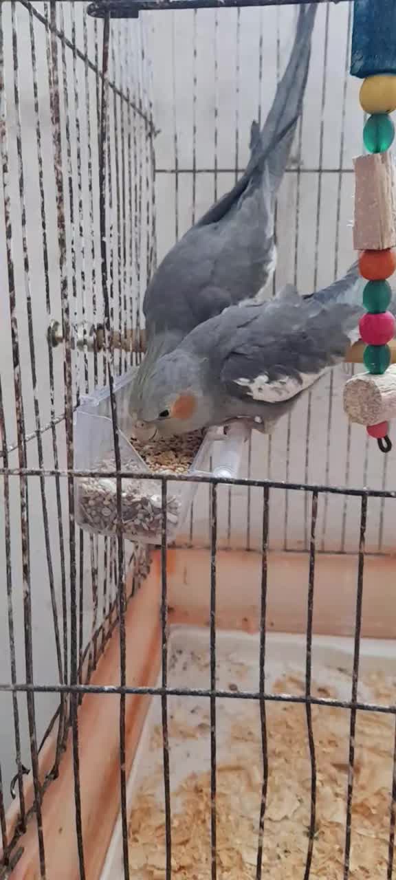 عروس هلندی|پرنده|سنگر, |دیوار