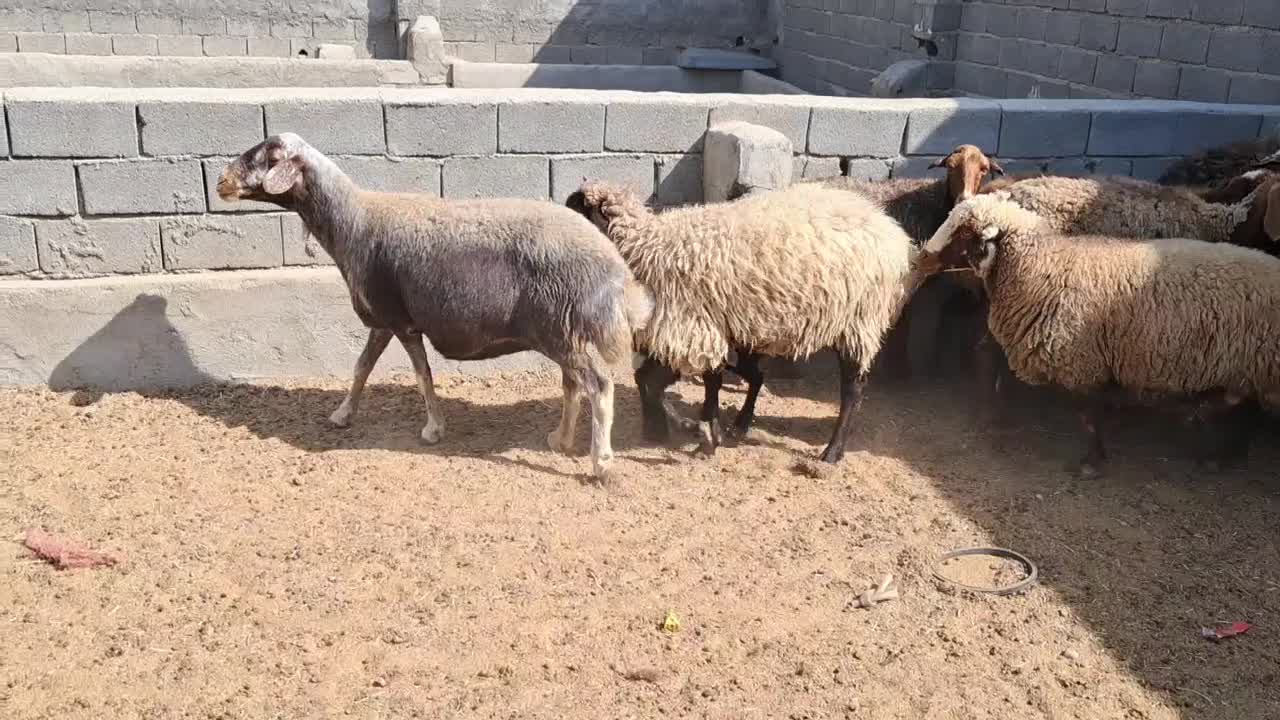 ۱۵ راس میش آبستن سنگین و بره دار|حیوانات مزرعه|تهران, شهرآرا|دیوار