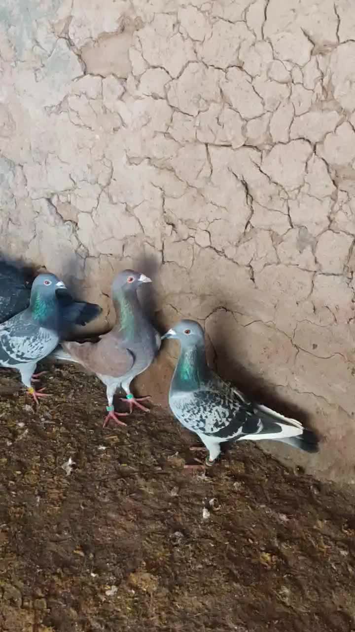 کفتر فروشی|پرنده|سده (خراسان جنوبی), |دیوار