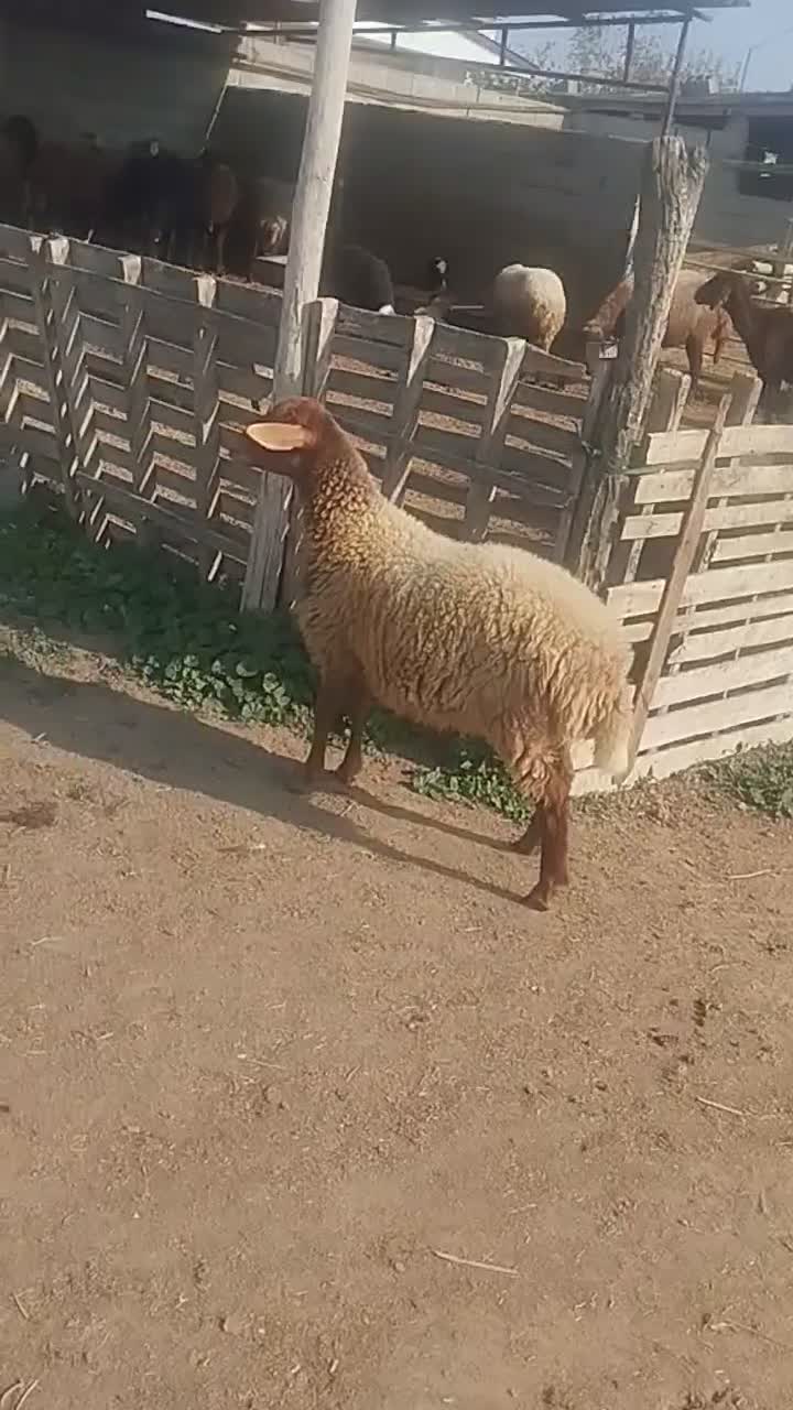 بره|حیوانات مزرعه|سیمین شهر, |دیوار