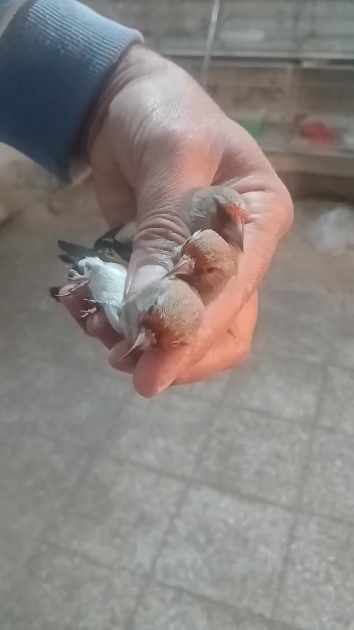 سهره وگلبسر|پرنده|اصفهان, مارچین|دیوار