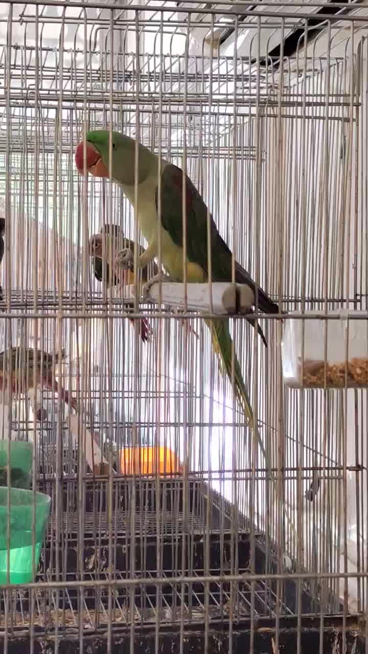 شاه طوطی ماده کینگ سایز(اسکندر)|پرنده|قم, نخودی|دیوار