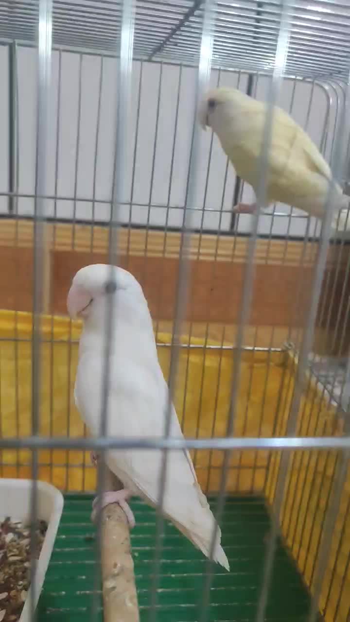 جفت طوطی برزیلی کار داده|پرنده|هندیجان, |دیوار