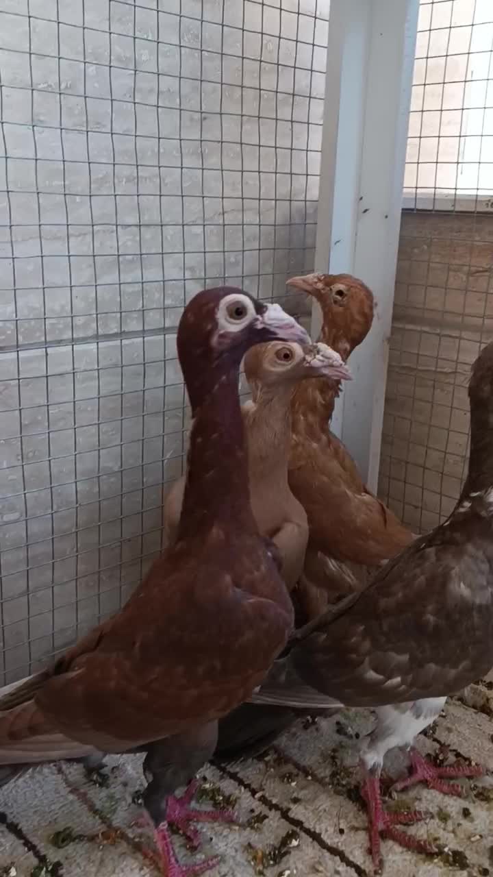 فروش ۴ عدد کاریر جوجه و جوانه زرد و سرخ|پرنده|رضویه, |دیوار