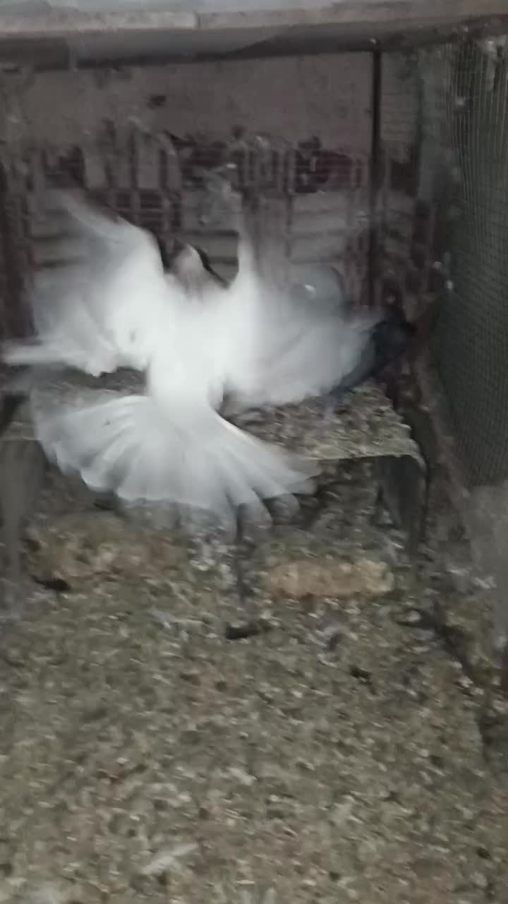 کفتر|پرنده|بم, |دیوار