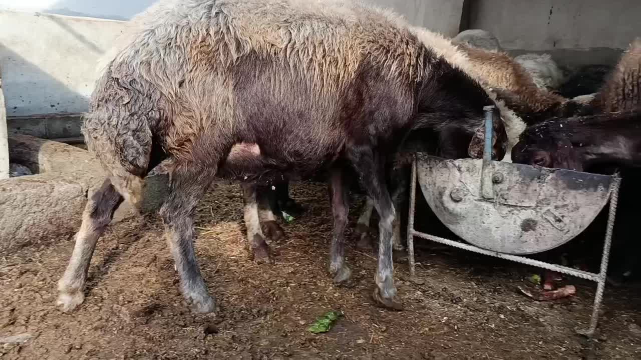 گوسفند افشار ‌. جوان .ابست|حیوانات مزرعه|فاضل آباد, |دیوار