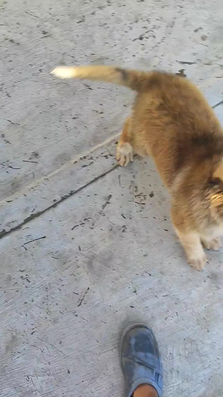 شاه توله سراب اصیل خالص|سگ|کرج, خرمدشت|دیوار