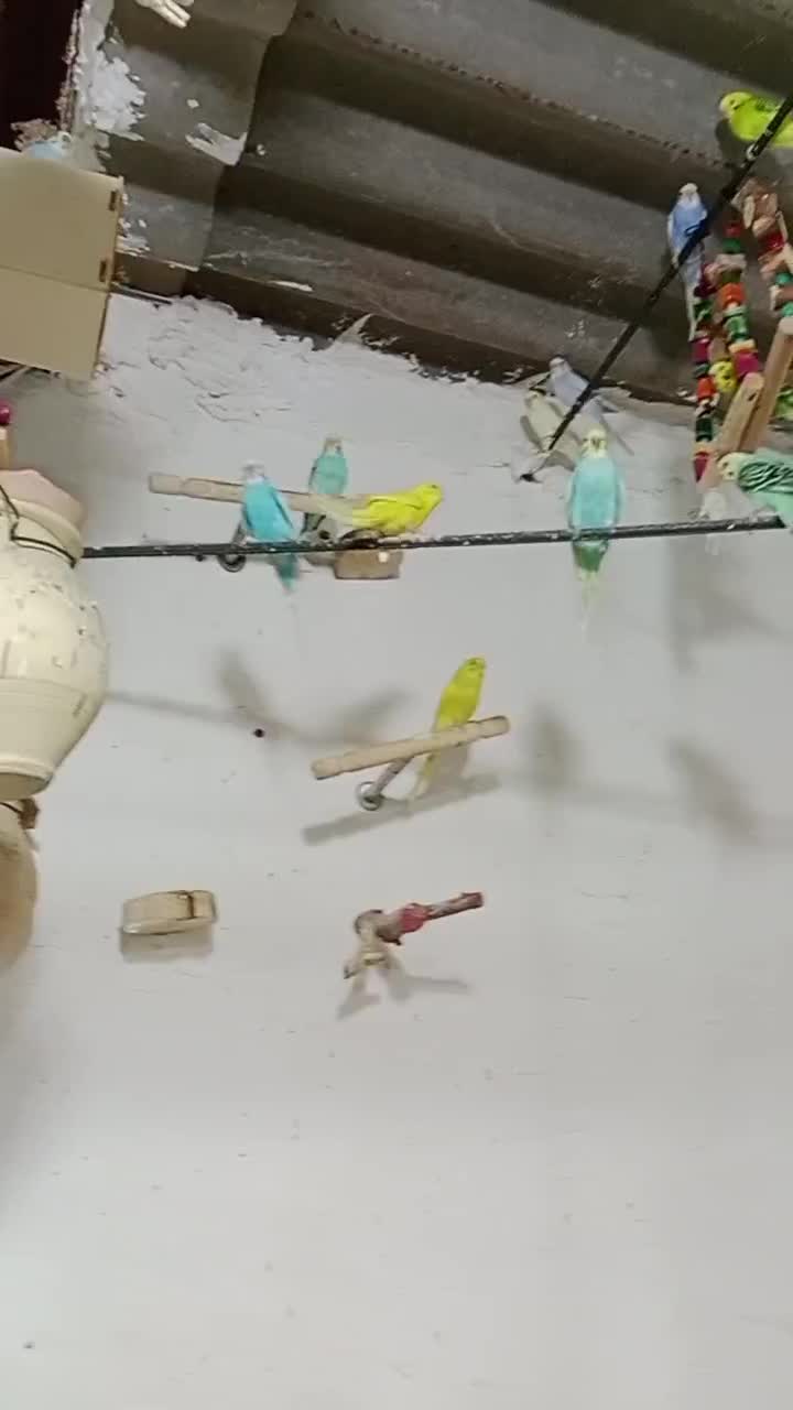 مرغ عشق|پرنده|چابهار, |دیوار