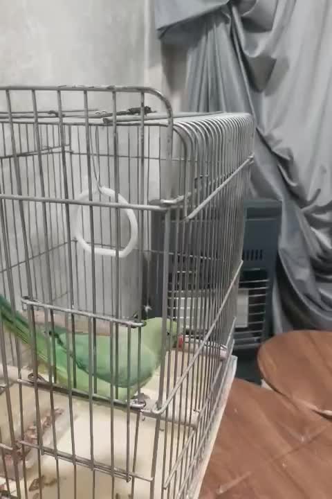 طوطی ملنگو|پرنده|دزفول, |دیوار