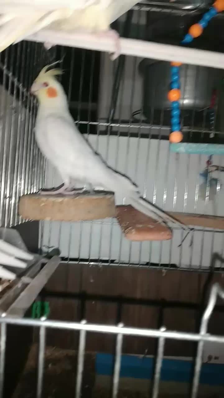 عروس هلندی|پرنده|رومشکان, |دیوار