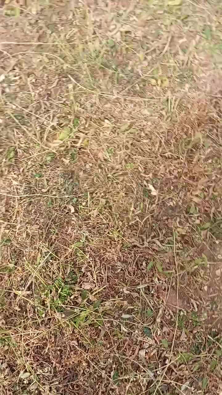 گوسفند بره دار|حیوانات مزرعه|تیکمه داش, |دیوار