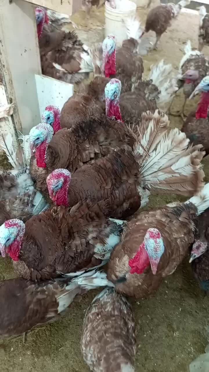 بوقلمون بوربون|حیوانات مزرعه|تهران, افسریه شمالی|دیوار