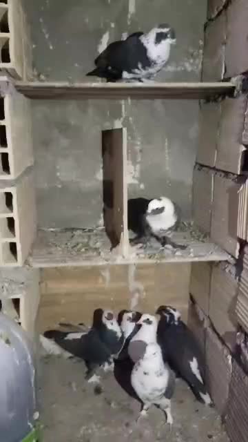 7عدد کبوتر نقش قیمت 4900|پرنده|سیرجان, |دیوار