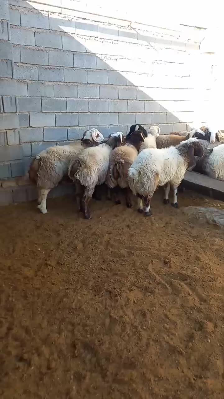 بره نر  به شرط بالا زنی|حیوانات مزرعه|سیدان, |دیوار