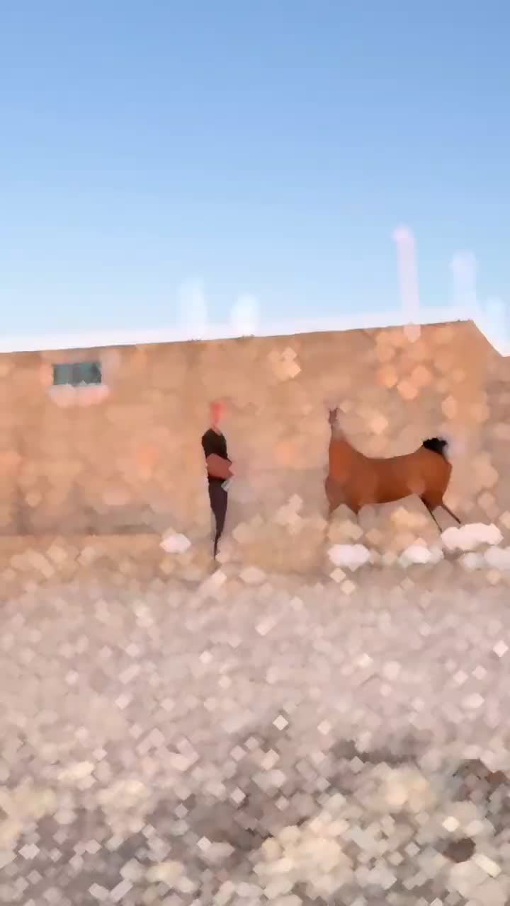 کره مادیان 2/5از سالار فرخشهر|اسب و تجهیزات اسبسواری|فرخشهر, |دیوار