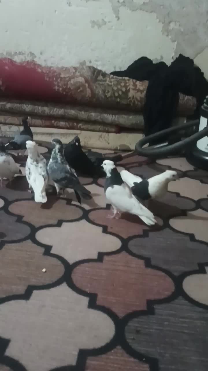 کبوتر|پرنده|خرمشهر, |دیوار