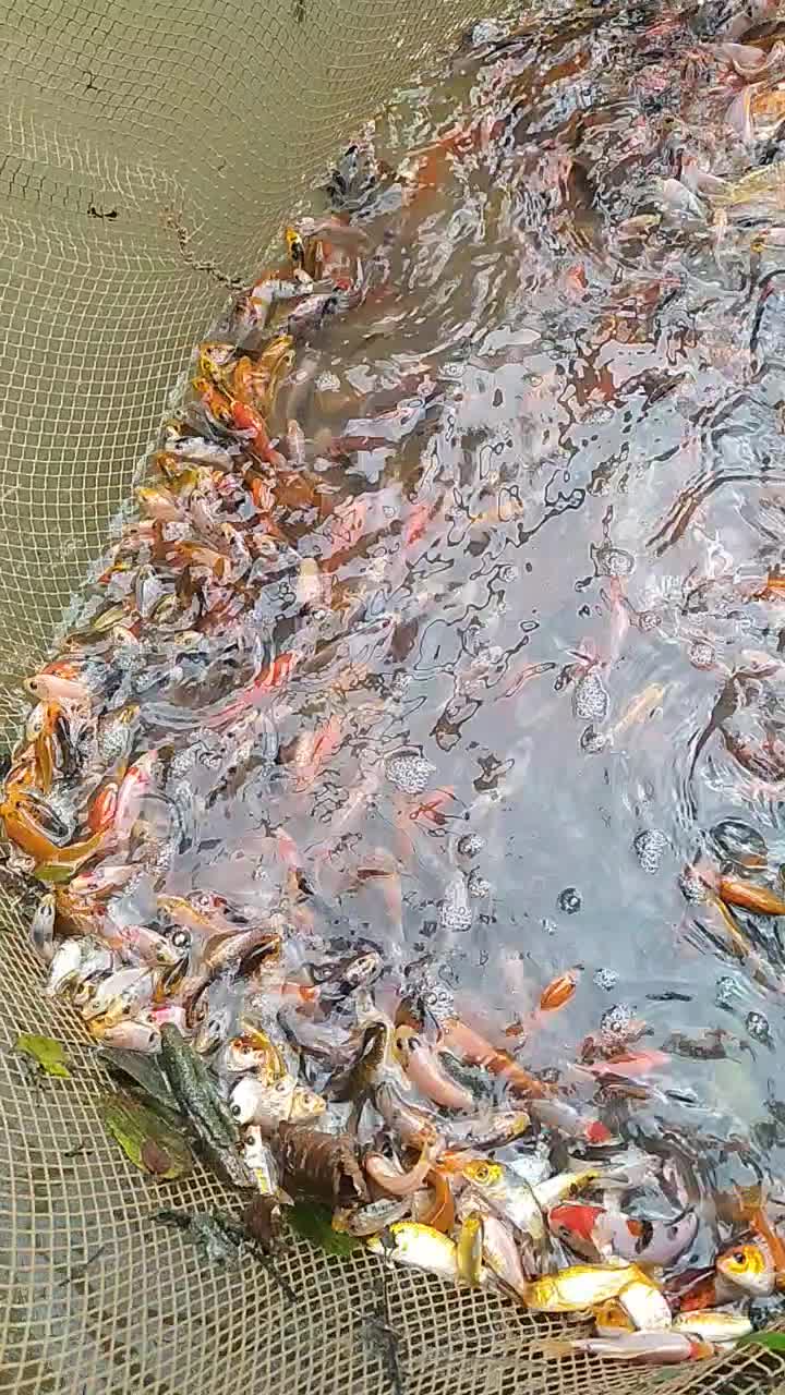 ماهی کوی|ماهی|رشت, لاکان|دیوار