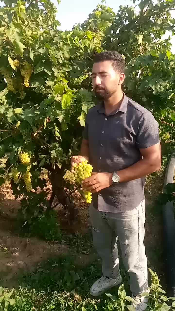 نهال رو از منه تولید کننده بخر نه واسطه|گل و گیاه طبیعی|تبریز, |دیوار