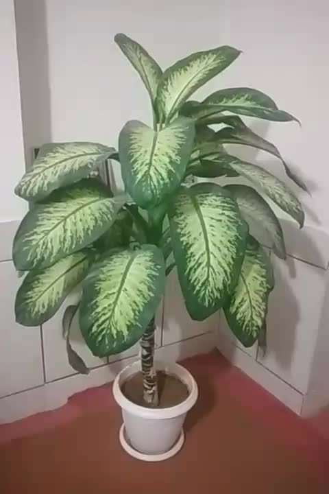 گل دیفن باخیا قیمت ۷۰۰ تومان|گل و گیاه طبیعی|لردگان, |دیوار