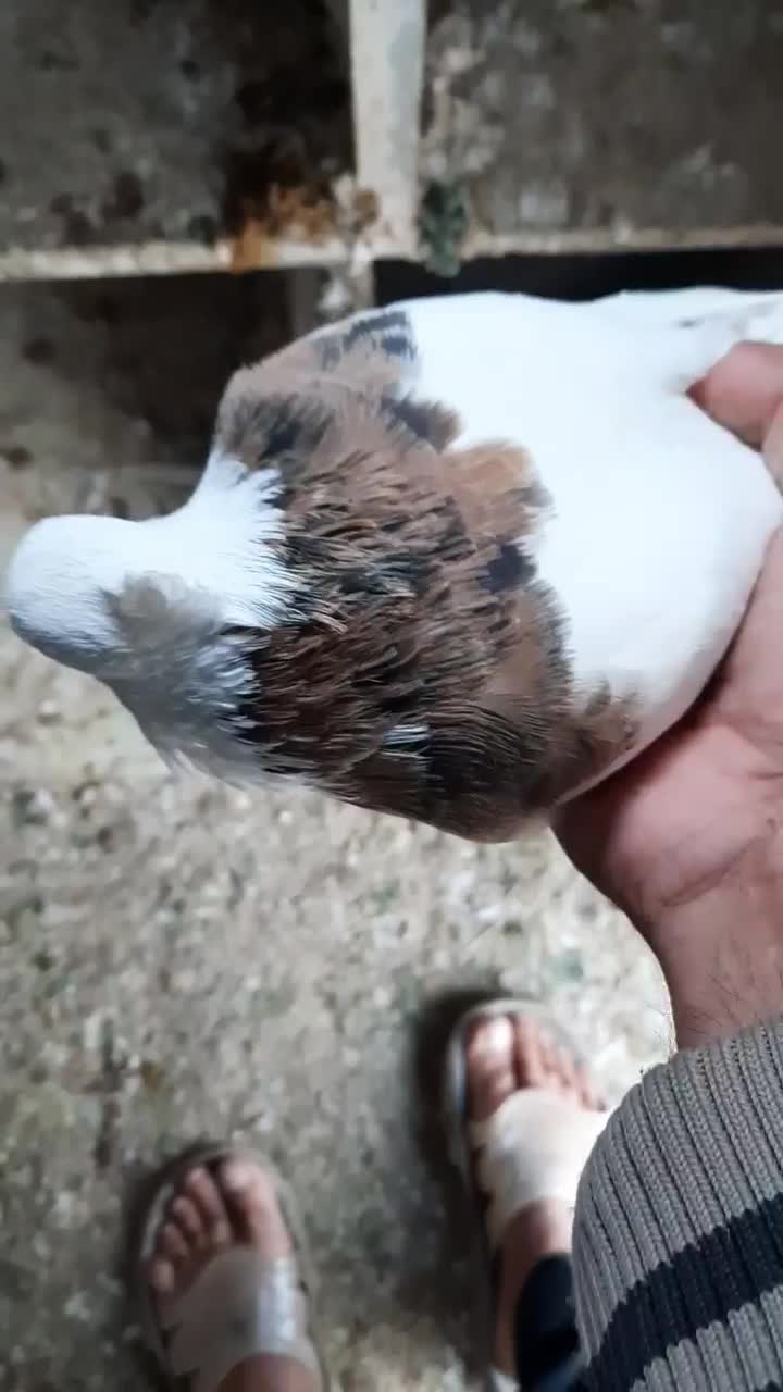 طوقی لیمو|پرنده|سرپل ذهاب, |دیوار