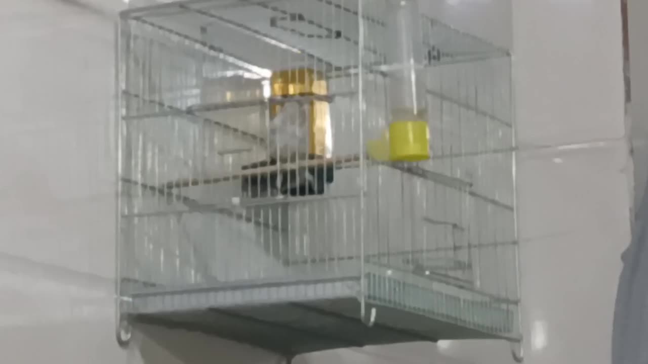 جوجه|پرنده|بهارستان, |دیوار