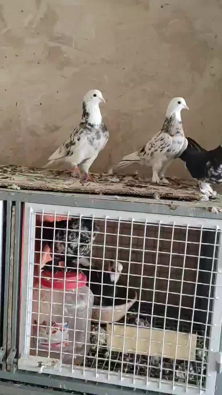 پرنده جفت هما سرور|پرنده|کهریزک, |دیوار