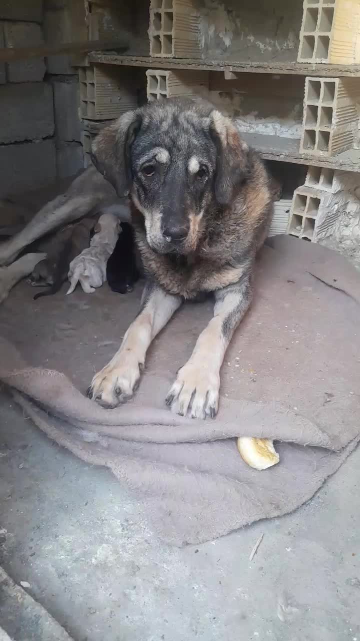 بعلت جمع آوری|سگ|خوی, |دیوار