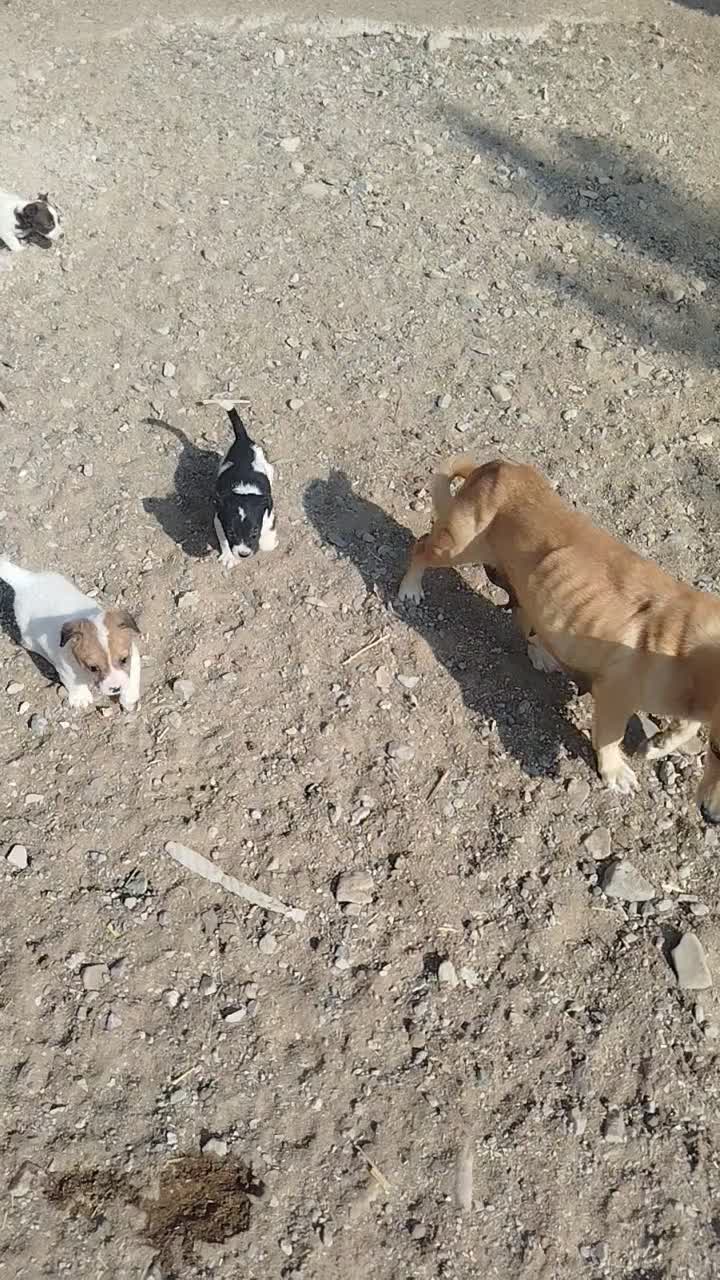 توله پاکوتاه گوش راست|سگ|کاشمر, |دیوار