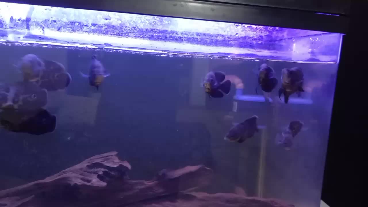 اسکار تایگر|ماهی|ارومیه, |دیوار