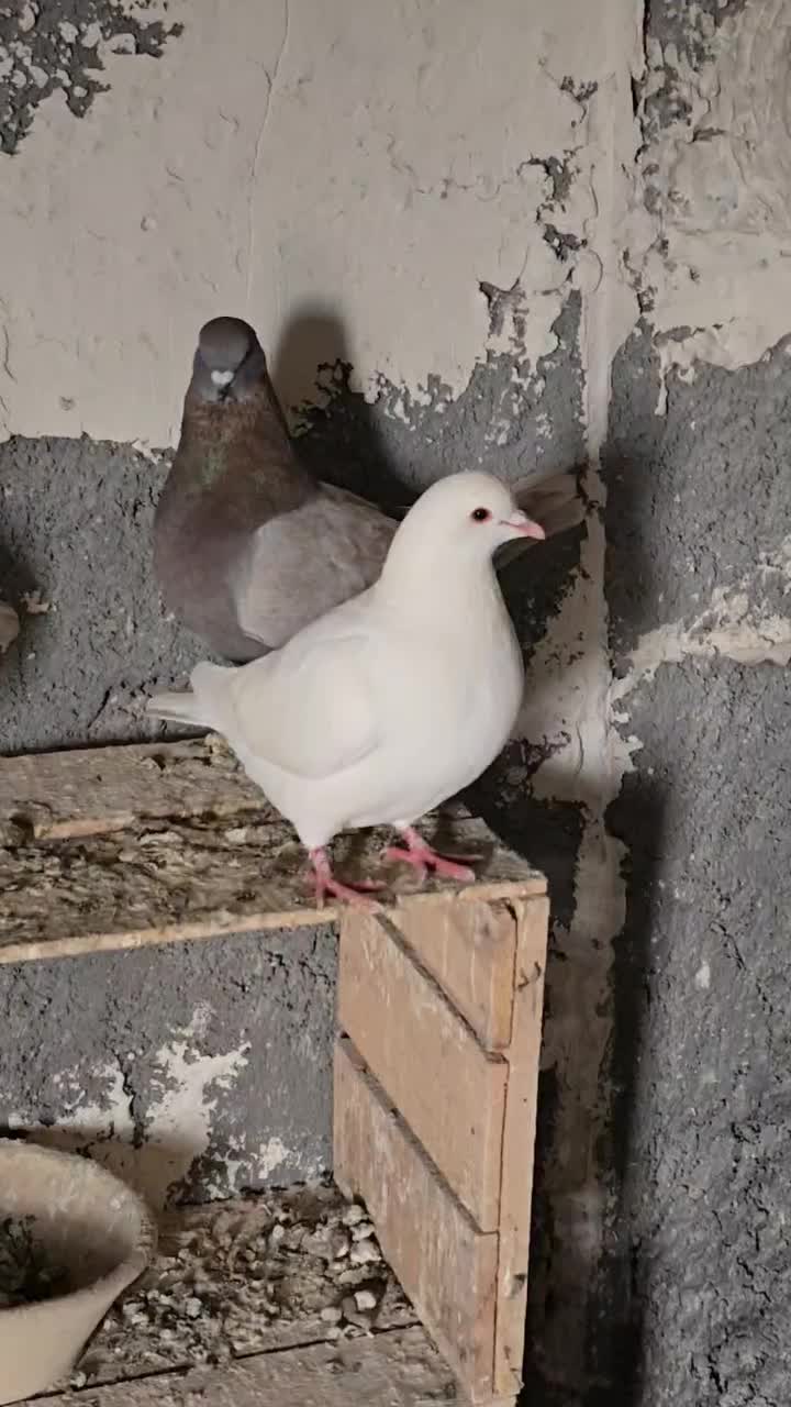 کبوتر کینگ|پرنده|میانه, |دیوار