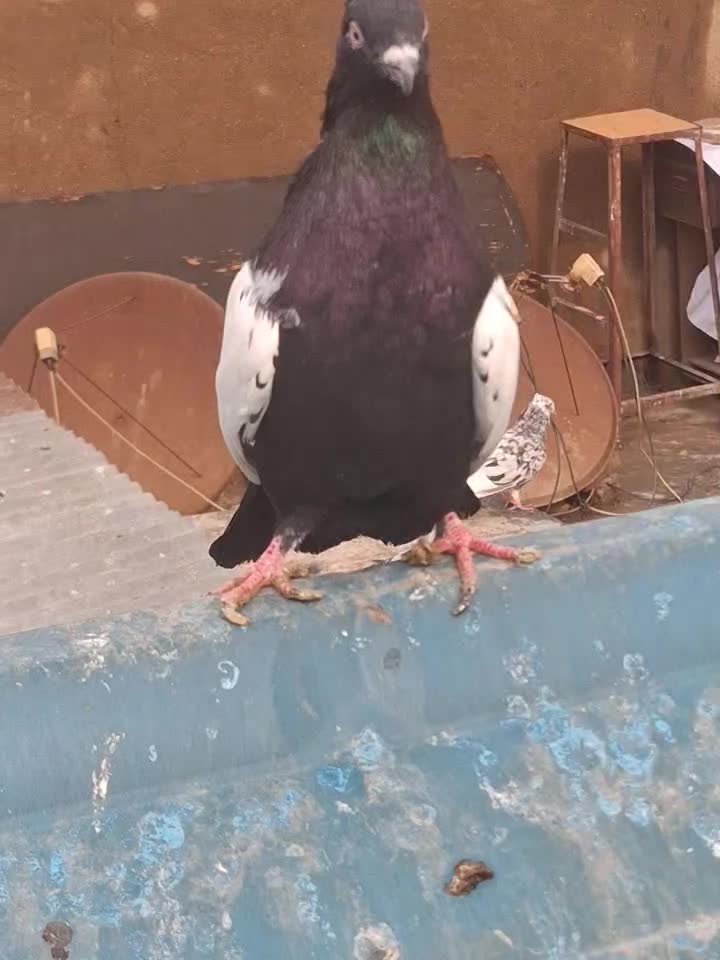 سینه سیاه|پرنده|کارون, |دیوار