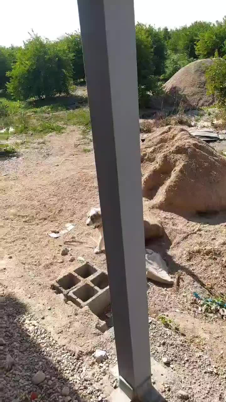 توله سگ|حیوانات|دزفول, |دیوار