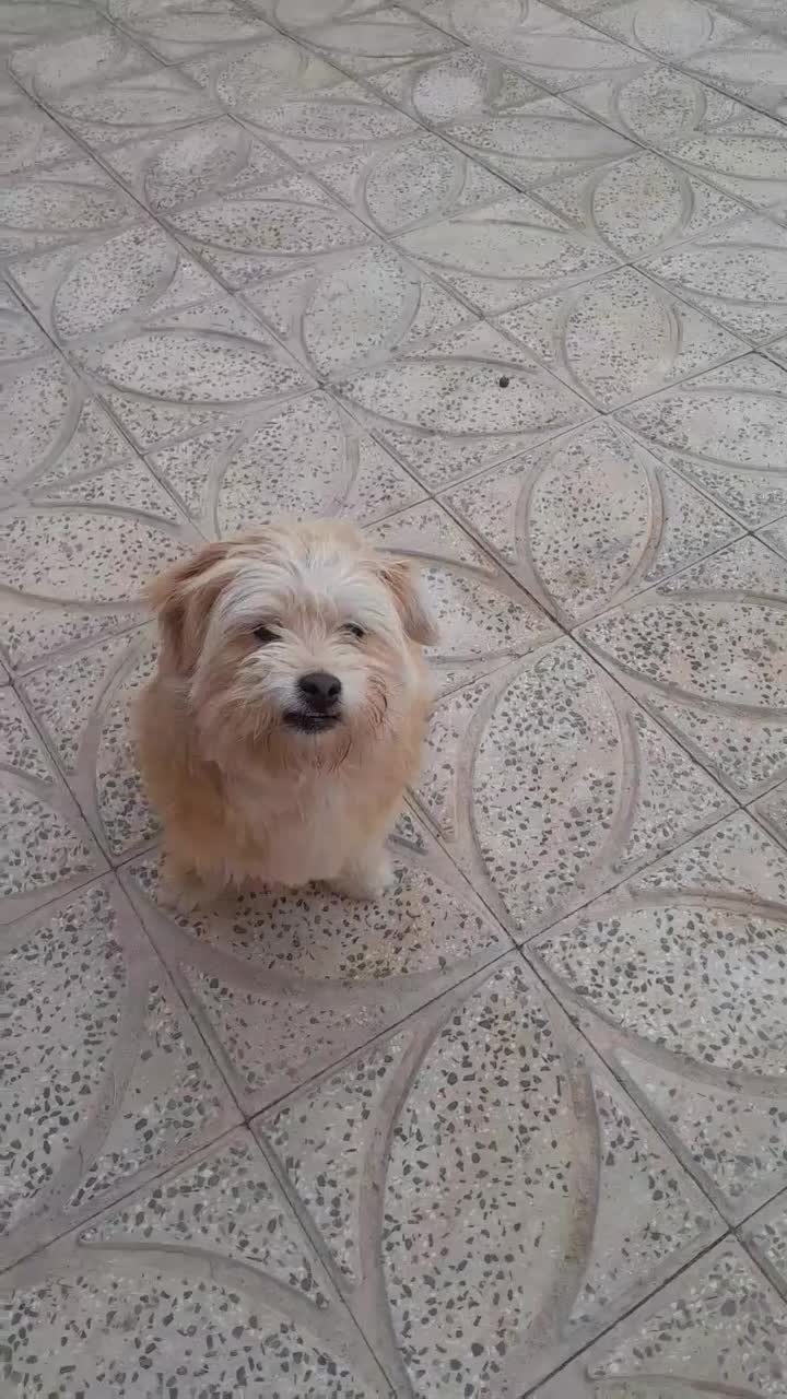 سگ .|سگ|معصومیه, |دیوار