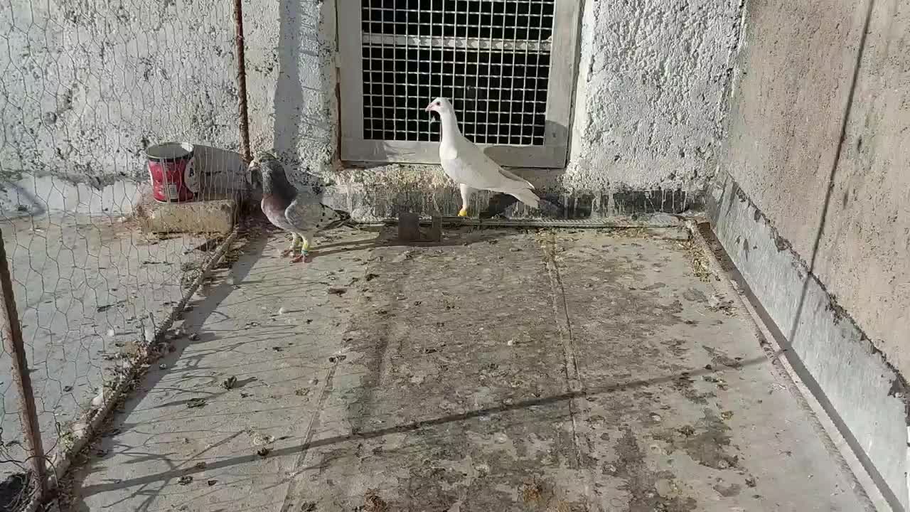 کبوتر هفترنگ و سفید|پرنده|ضیاء آباد, |دیوار