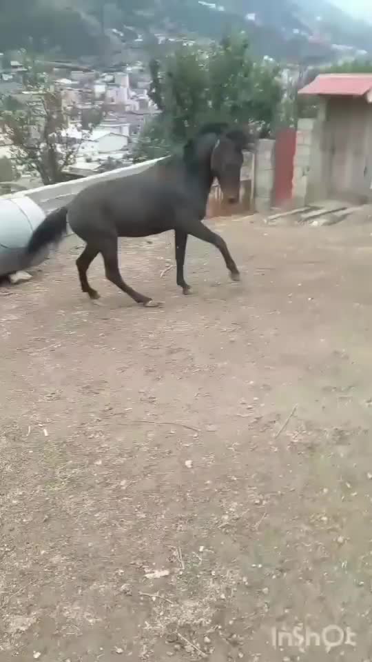 اسب|اسب و تجهیزات اسب‌سواری|قائم‌شهر, |دیوار